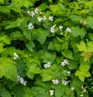 Thimbleberry flowering in Glacier National Park, Montana, USA. Art Print